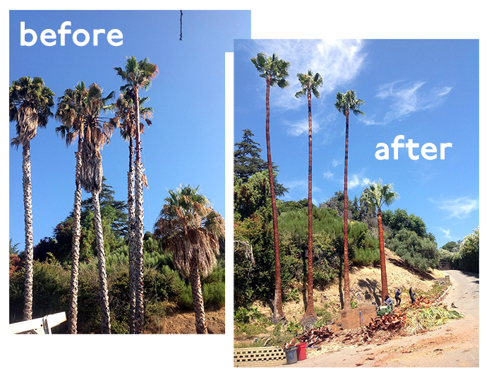 San Jose Tree Service Tree, Arborist, & Landscaping Services